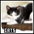 Cats Fanlisting