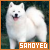 Samoyed Fanlisting