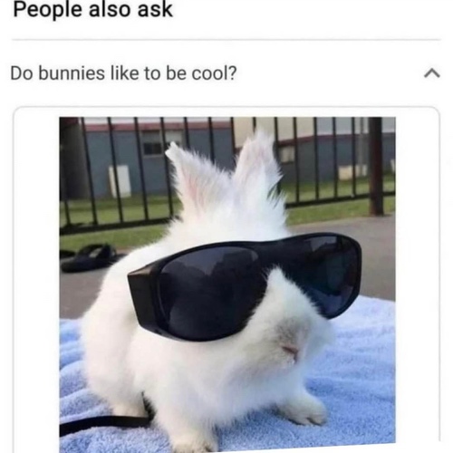 Bunny wearing sunglasses with text that says Do bunnies like to be cool?
