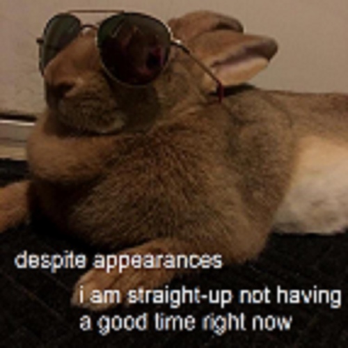 Bunny with sunglasses with text that says despite appearances I am straight-up not having a good time right now