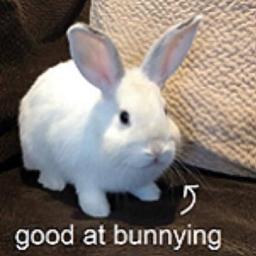 Bunny with arrow that says good at bunnying