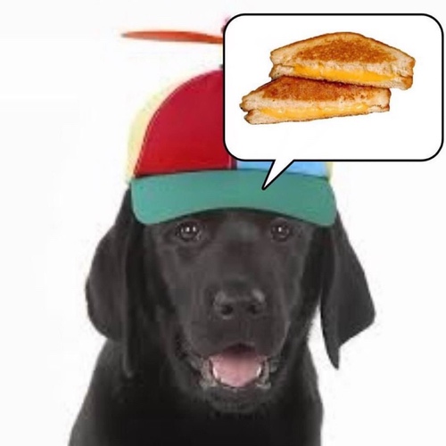 Black dog in a colorful propeller hat thinking about a grilled cheese sandwich