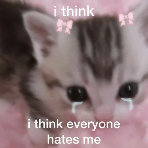 Gray kitten with tears and two pink bows edited on with text that says I think I think everyone hates me