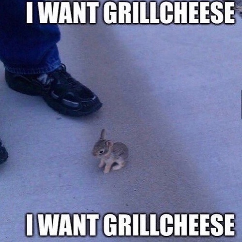 Brown baby bunny at a man's feet with text that says I want grillcheese I want grillcheese