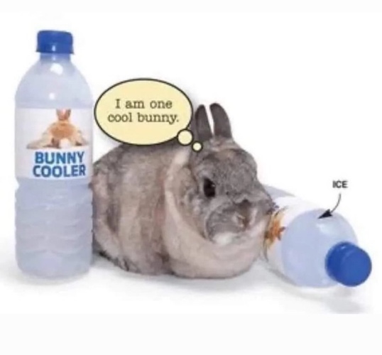Gray bunny sitting between two water bottles labeled Bunny Cooler saying I am one cool bunny
