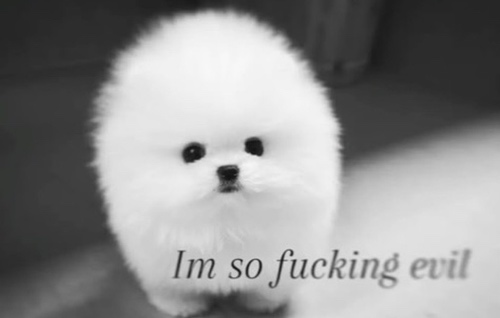 Pomeranian puppy with text that says I'm so fucking evil