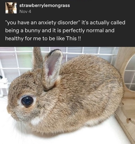 Tumblr post with a brown bunny and text that says you have an anxiety disorder it's actually called being a bunny and it is perfectly normal and healthy for me to be like This !!