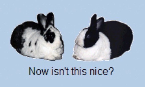 Two black and white bunnies together with text that says now isn't this nice?