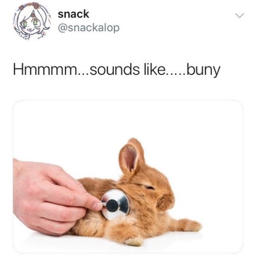 Bunny being listend to with a stethoscope with text that says Hmmm. sounds like. buny