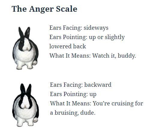Diagram of two black and white bunnies with text that says The Anger Scale Ears Facing: sideways Ears Pointing: up or slightly lowered back What It Means: Watch it, buddy. Ears Facing: backward Ears Pointing: Up What It Means: You're cruising for a bruising, dude