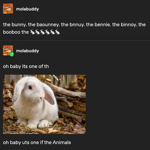 Tumblr post with a photo of a white bunny and text that says the bunny. the baounney. the bnnuy, the bennie. the binnoy. the booboo the 🐇🐇🐇🐇🐇🐇 oh baby its one of th oh baby uts one if the Animals