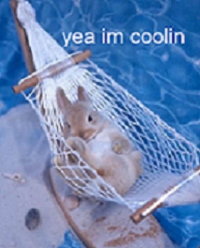 Brown bunny in a tiny hammock by the water with text that says yeah im coolin