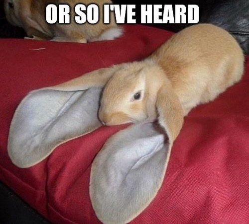 Brown bunny with long ears with text that says or so I've heard